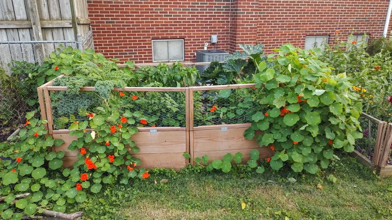Picture of a garden bed overflowing with vegetables and flowers.