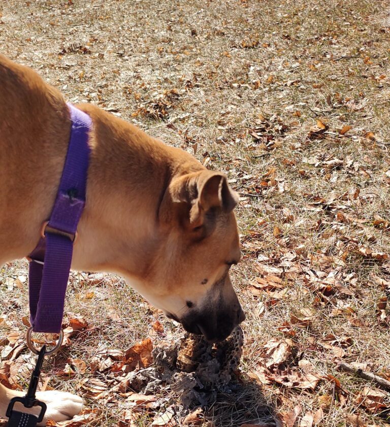 Dog sniffing the ground.
