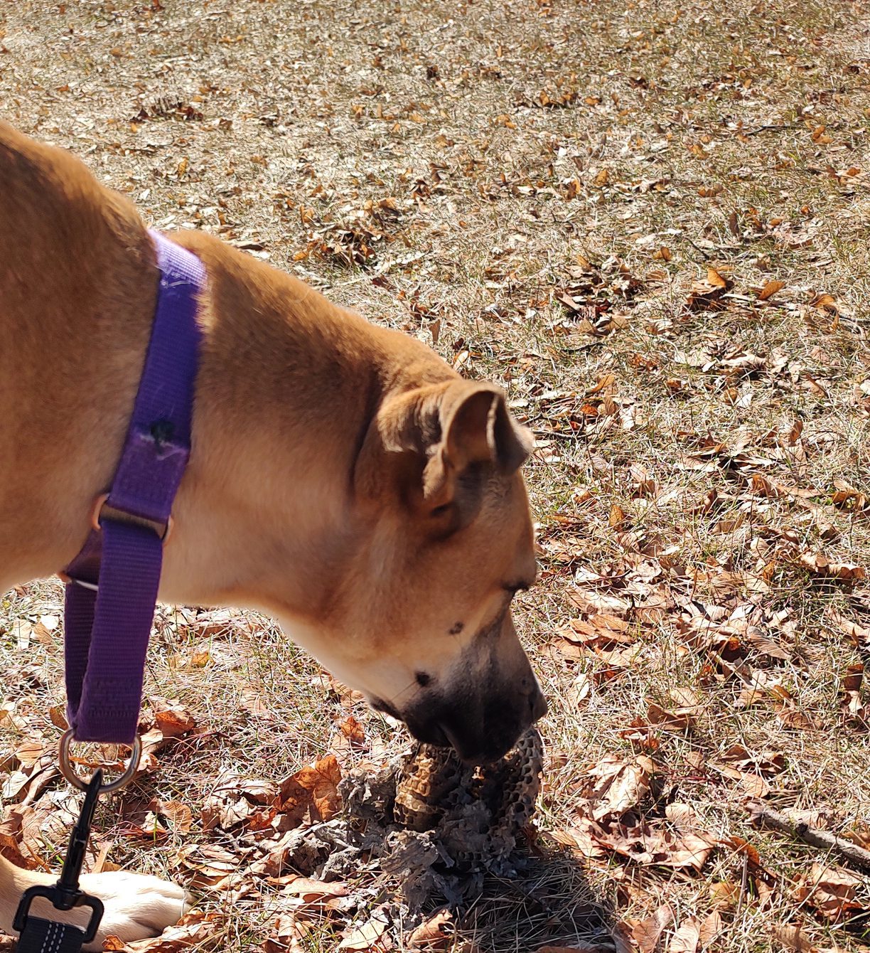 Dog sniffing the ground.